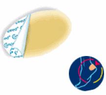 Compeed vesciche cerotti formato medio 5 pezzi